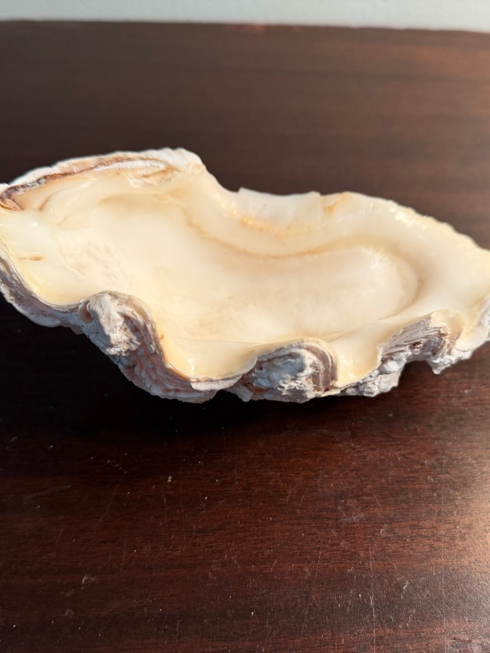 Decorative Shell Tridacna Gigas